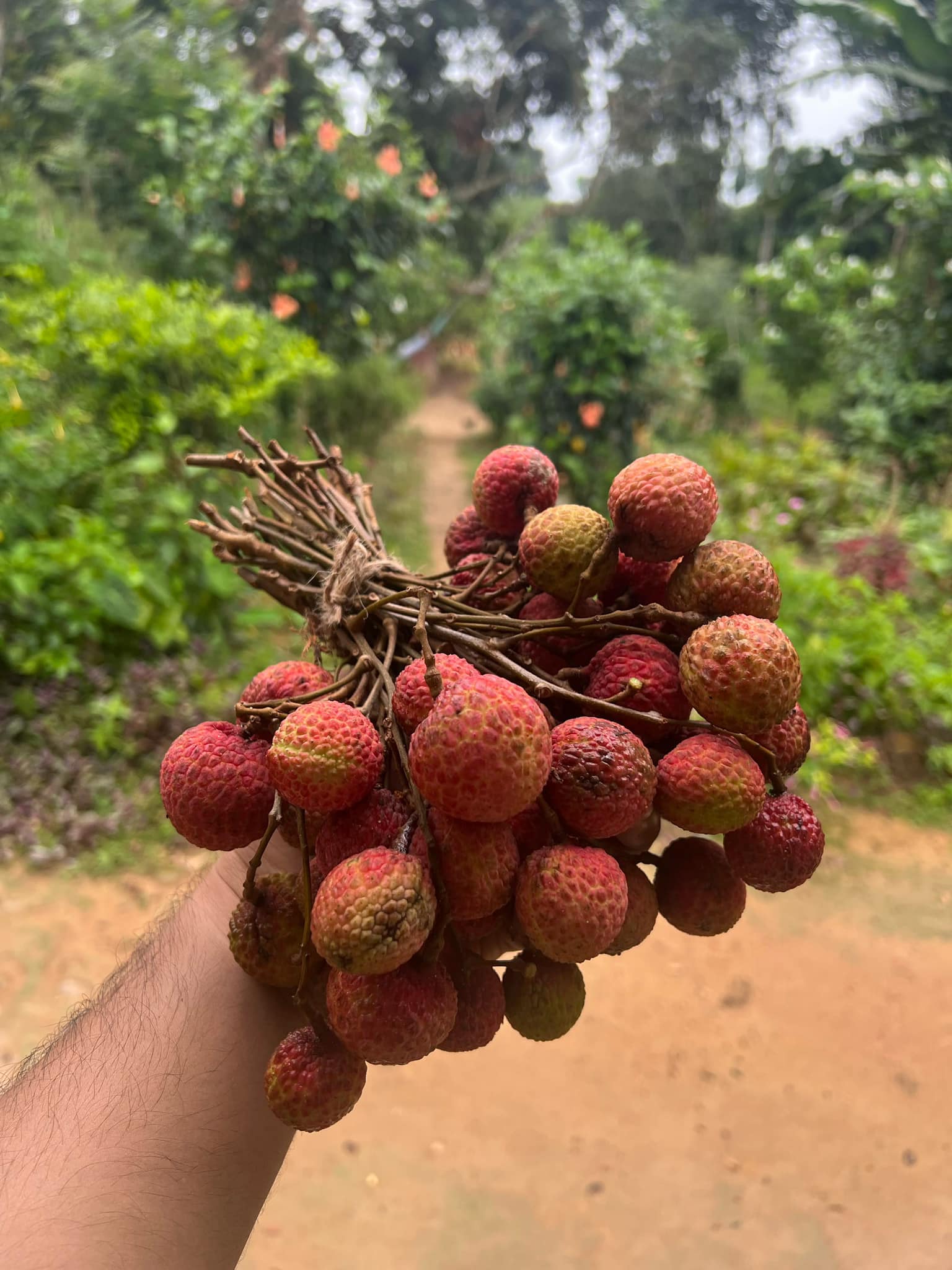 Harvest — portrait view of orchard at Niruddesh